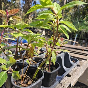May include: Close-up of a tray of small green plants in black pots. The plants have long, thin stems and green leaves. The tray is sitting on a wooden surface.