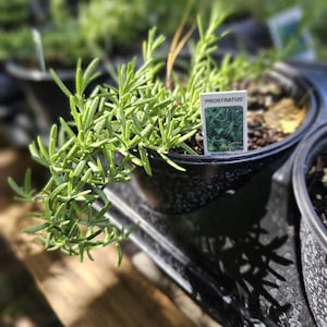 May include: A potted Prostratus rosemary plant with slender, needle-like green leaves trailing over the edge of a black plastic container. A small white rectangular plant identification tag with the text PROSTRATUS is inserted into the soil.
