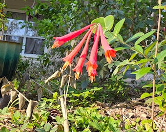 Coral Honeysuckle Bare Root Cuttings FL Native Lonicera sempervirens