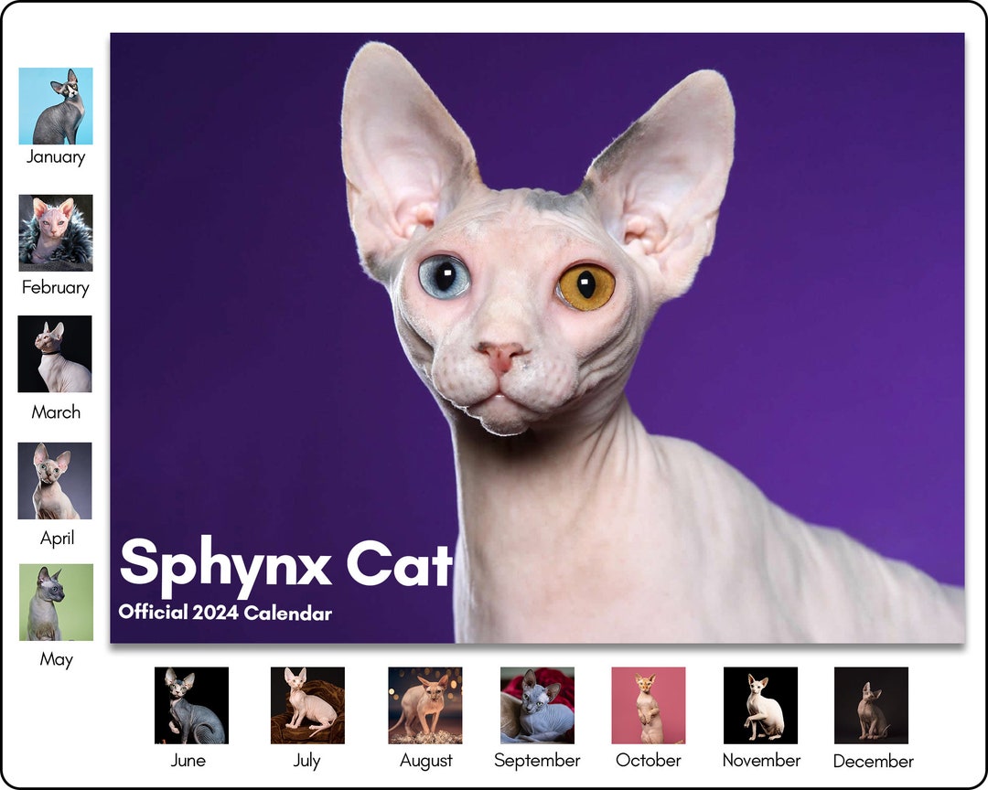 2024 Sphynx Cat Wall Calendar Sphynx Cat Photo Calendar Etsy