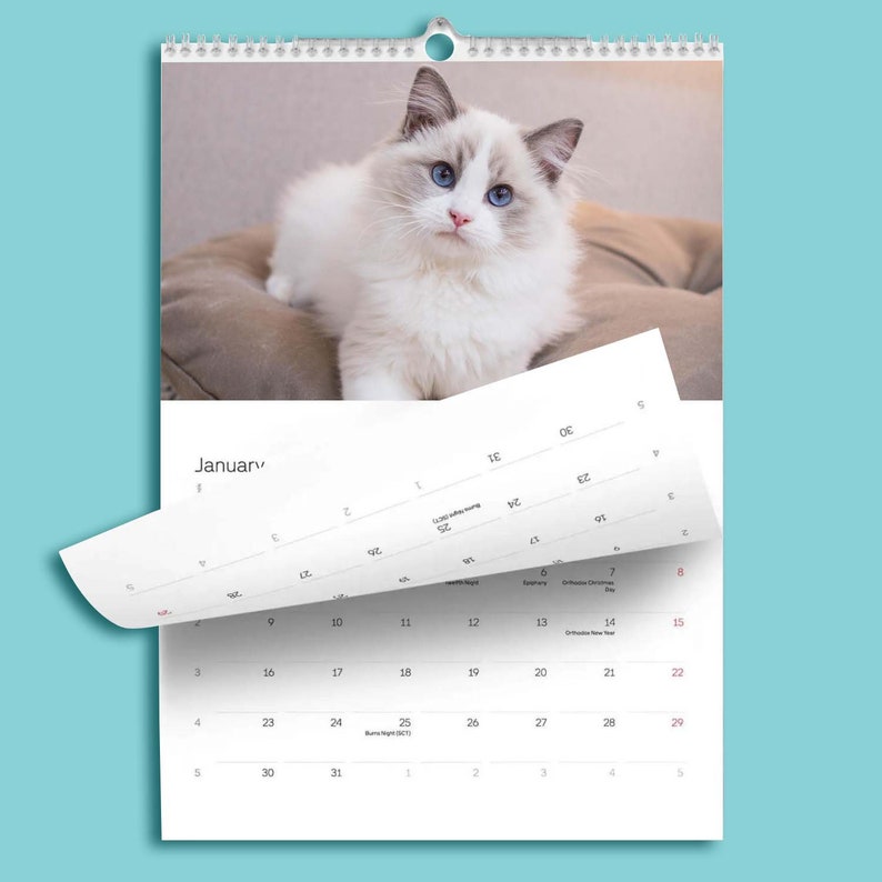 2024 Ragdoll Cat Wall Calendar Ragdoll Cat Photo Calendar Etsy