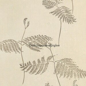 May include: A botanical illustration featuring fern-like plants with detailed, feathery leaves in shades of gray and brown. The artwork is set against a cream-colored background, creating a vintage aesthetic. The image has the text "DaikiJapaneseGiglee".