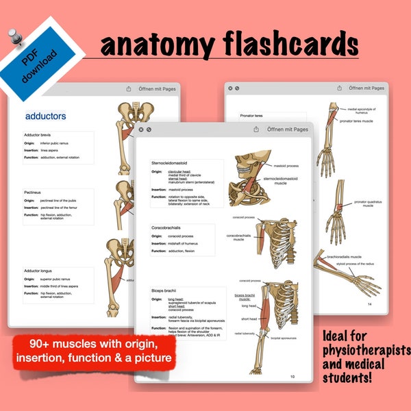 Human anatomy flashcards Biology Diagrams