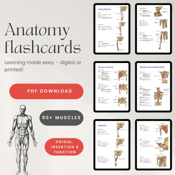 anatomy flashcards (muscles of the human body)