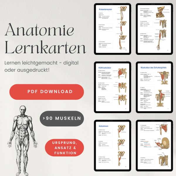 Anatomie Lernkarten (Muskel-Lernkarten) (German Version)