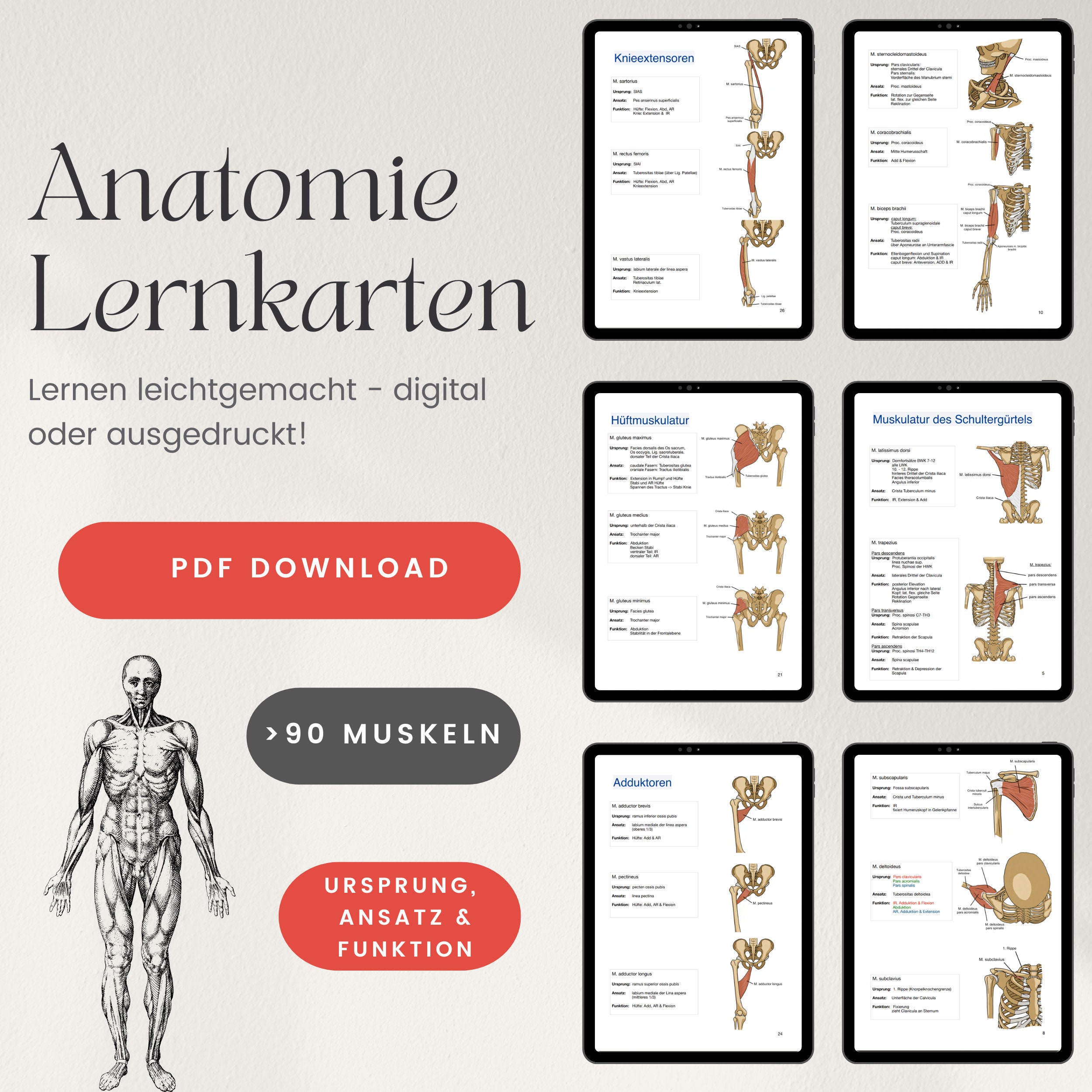 Anatomy Flash Cards muscle Flash Cards german Version - Etsy