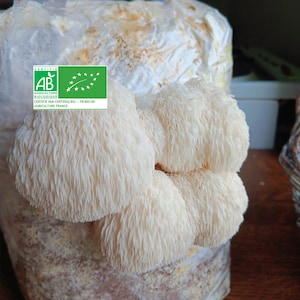 Melena de León Orgánica - Kit de Cultivo de 1,6 kg - Listo para Cultivar