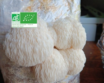 Melena de León Orgánica - Kit de Cultivo de 1,6 kg - Listo para Cultivar