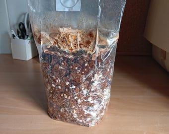 Setas Shiitake Orgánicas - Kit de Cultivo de 1,6 kg - Listas para Cultivar