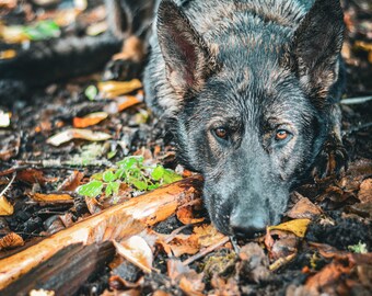 Farmdog - image, digital download, farm, home decor, picture, printable, design