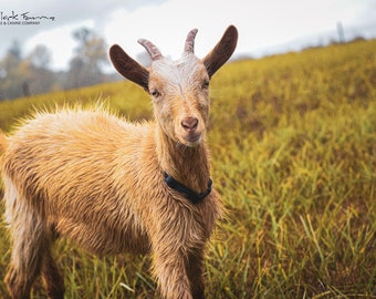 A goat and a rainy day - image, printable, digital download, photography, goat, farm, home decor, design