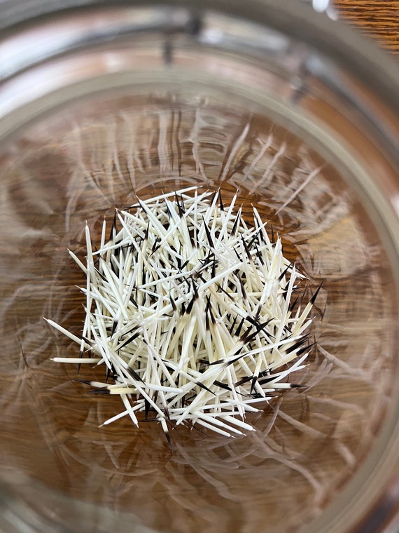 Porcupine Quills, approx 50 Porcupine Quills, approx 50