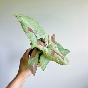 Syngonium Strawberry Milk 4&quot; - US SELLER