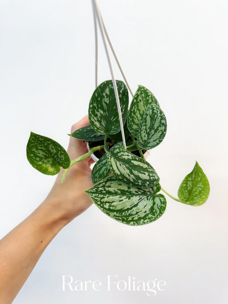 RareFoliagePlantCo Scindapsus Tricolor