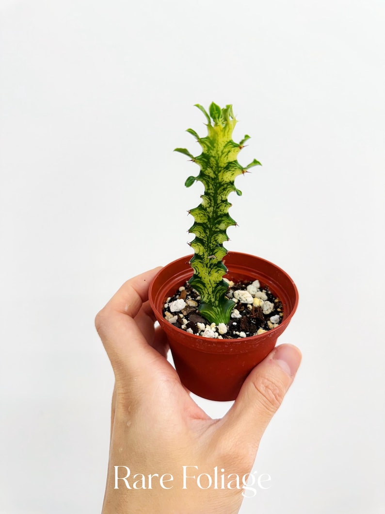RareFoliagePlantCo Euphorbia Trigona
