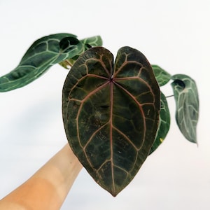 Anthurium Zara X Anthurium Michelle - Etsy
