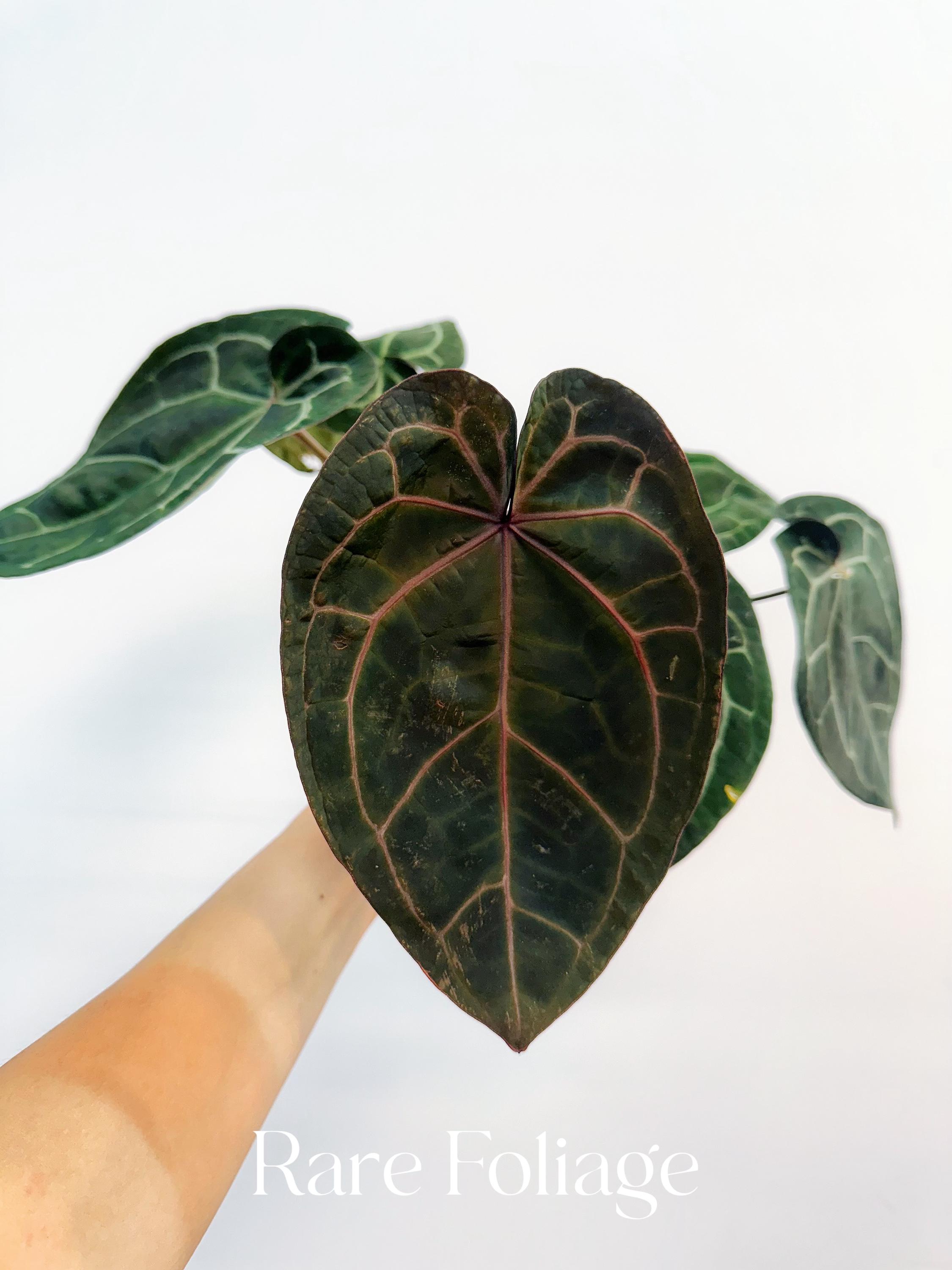 Anthurium (black Widow X Michelle) X (michelle X Zara) 4