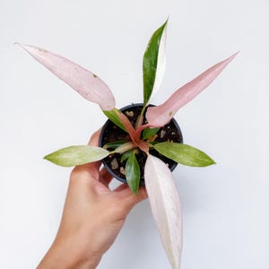 Philodendron Caramel Marble Pink Variegated - Etsy