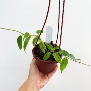 hoya dennisii ' frida ' カップ苗&ラクノーサ　吊り鉢 hoya dennisii ' frida ' カップ苗&ラクノーサ 吊り鉢 - メルカリ