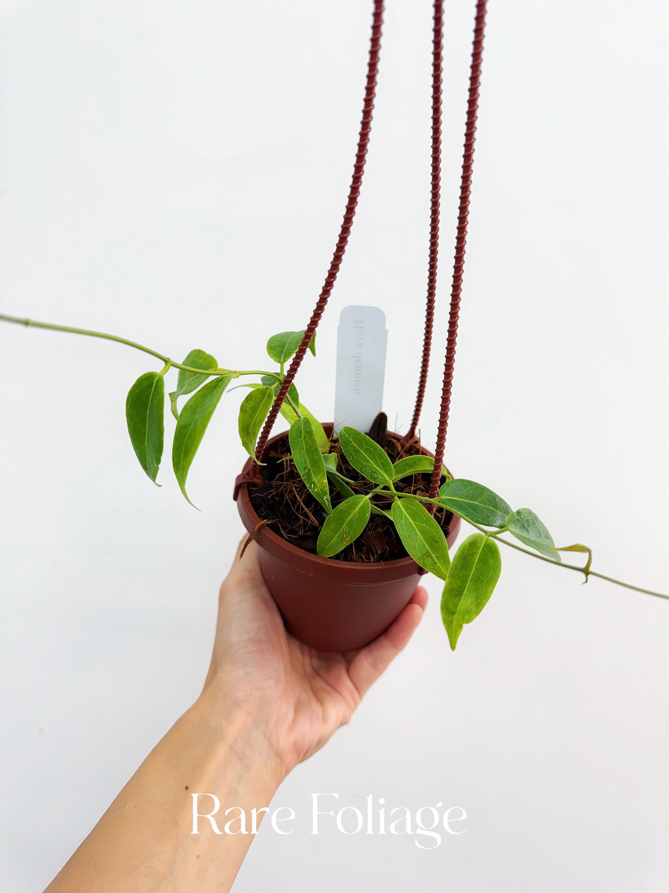 hoya dennisii ' frida ' 　約５センチカップ植え hoya dennisii ' frida ' 約5センチカップ植え Hoya Denisii