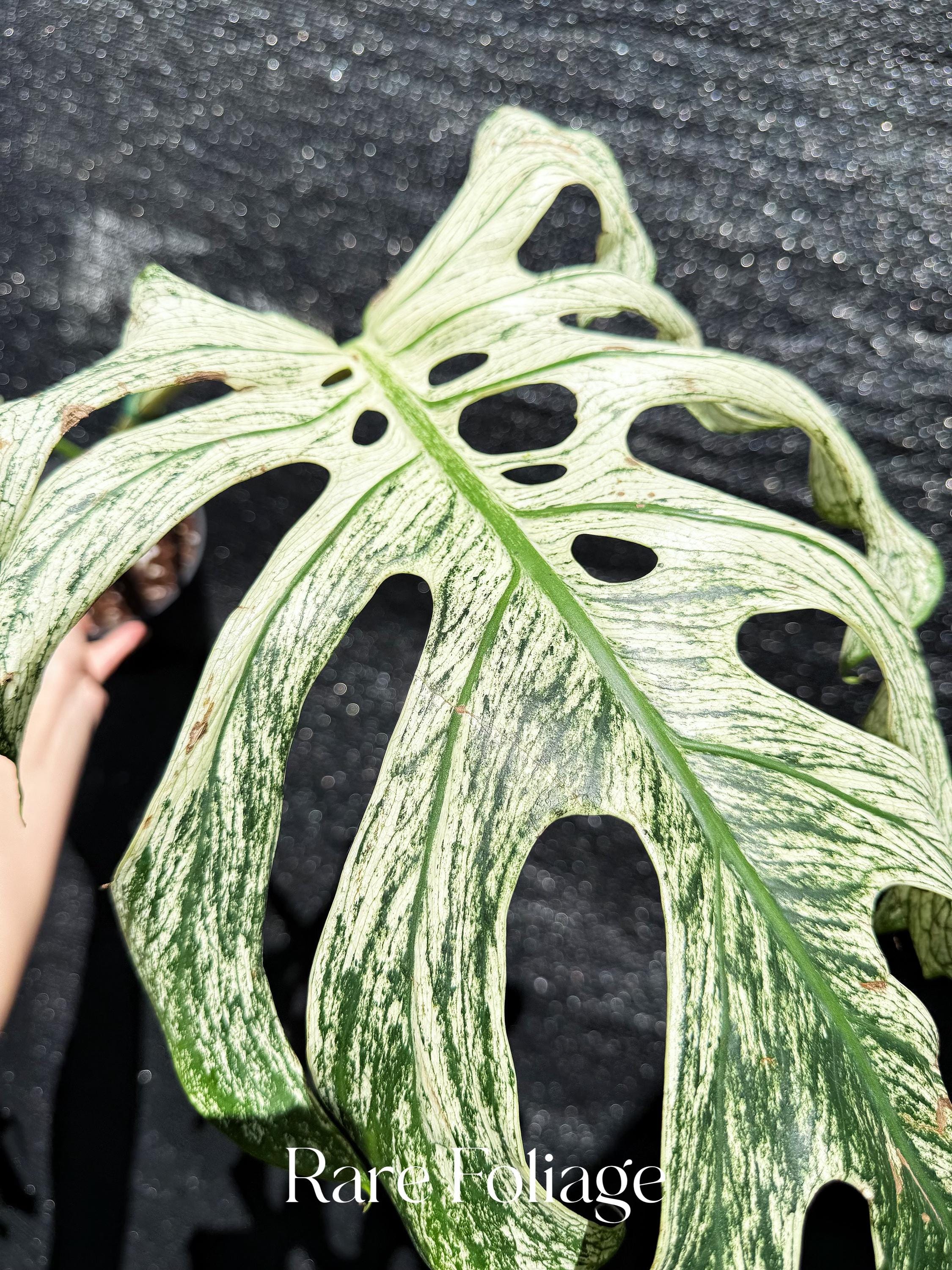 Monstera Devil Monster 6” XL Exact Plant - US SELLER - Etsy