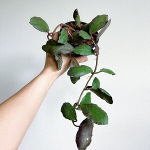 Hoya Waymaniae 4" Hanging Basket - US SELLER