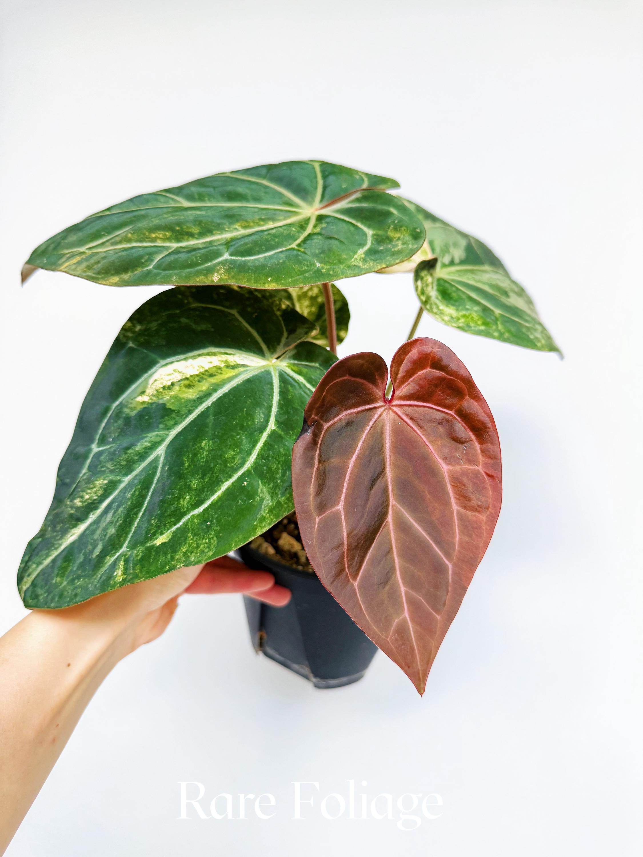 Red Crystallinum Anthurium Plant - Etsy