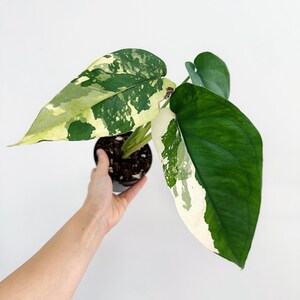 May include: A variegated plant with green and white leaves in a small black pot. The plant is being held by a hand against a white background. The text "Rare Foliage" is at the bottom of the image.