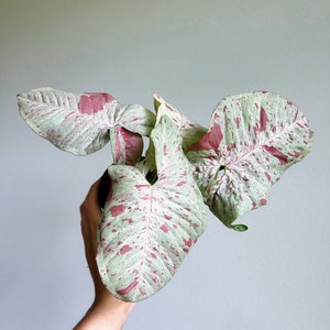 Syngonium Milk Confetti 4&quot; High Color - US SELLER