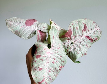 Syngonium Milk Confetti 4&quot; High Color - US SELLER