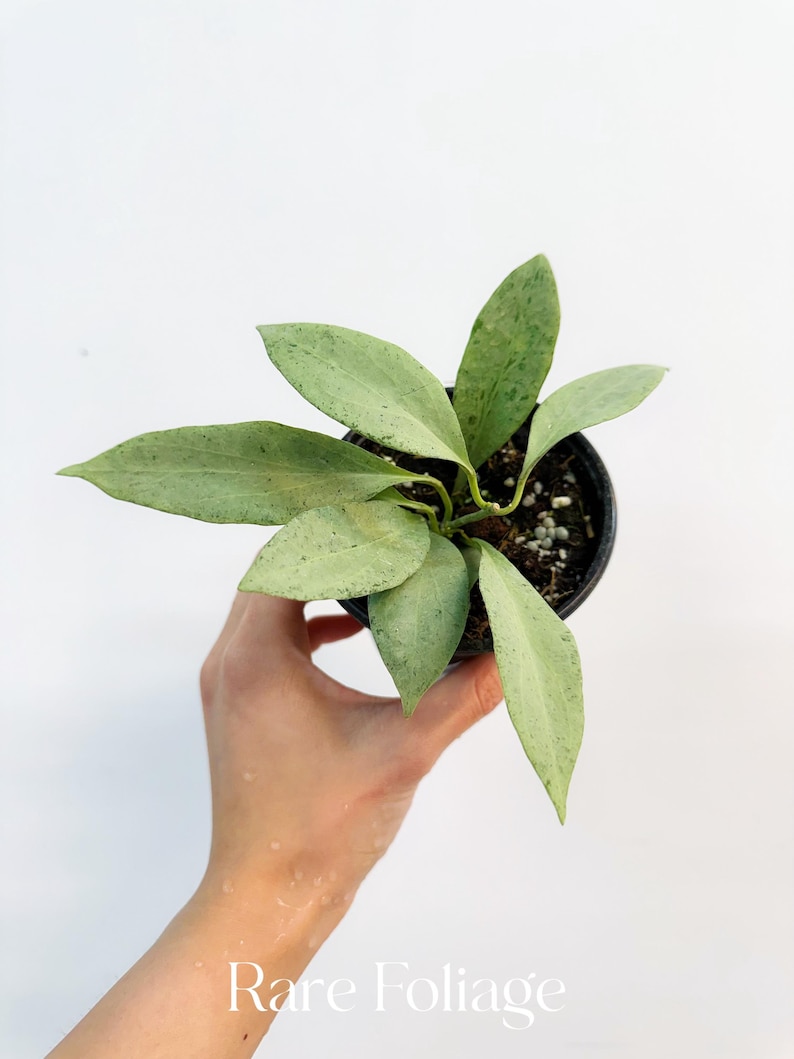 RareFoliagePlantCo Hoya New Guinea Ghost