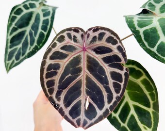 Anthurium Michelle X Zara X RC X King of Spades 4” - US SELLER - Etsy