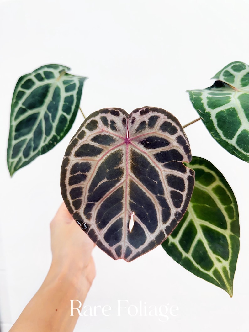 RareFoliagePlantCo Anthurium Michelle x Zara x RC x King of Spades - Thumbnail 3