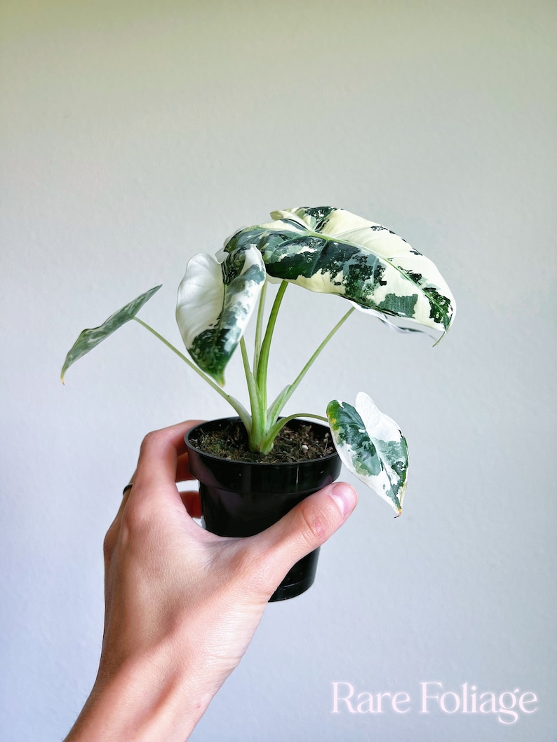 RareFoliagePlantCo Alocasia Frydek - Thumbnail 2