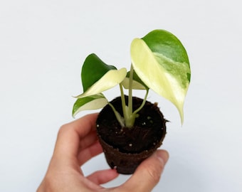 Monstera Lemon Pom Pom 2” - US SELLER