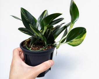 Scindapsus Treubii Dark Form Variegated 4” - US SELLER