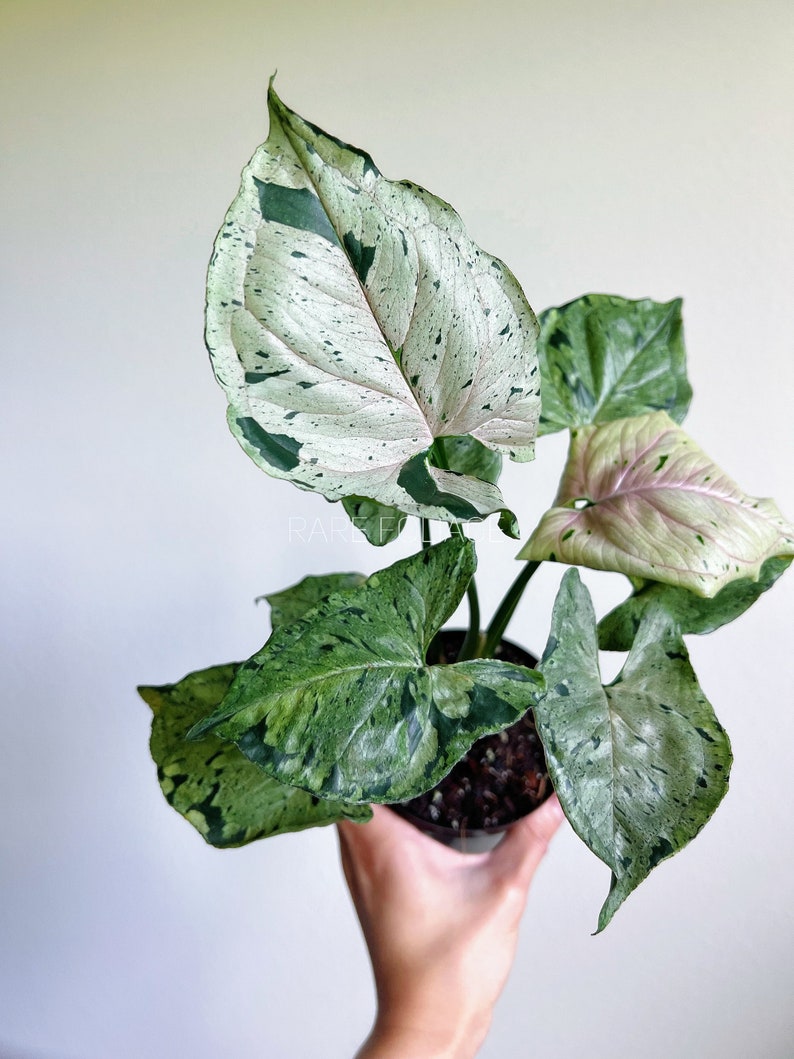 RareFoliagePlantCo Syngonium