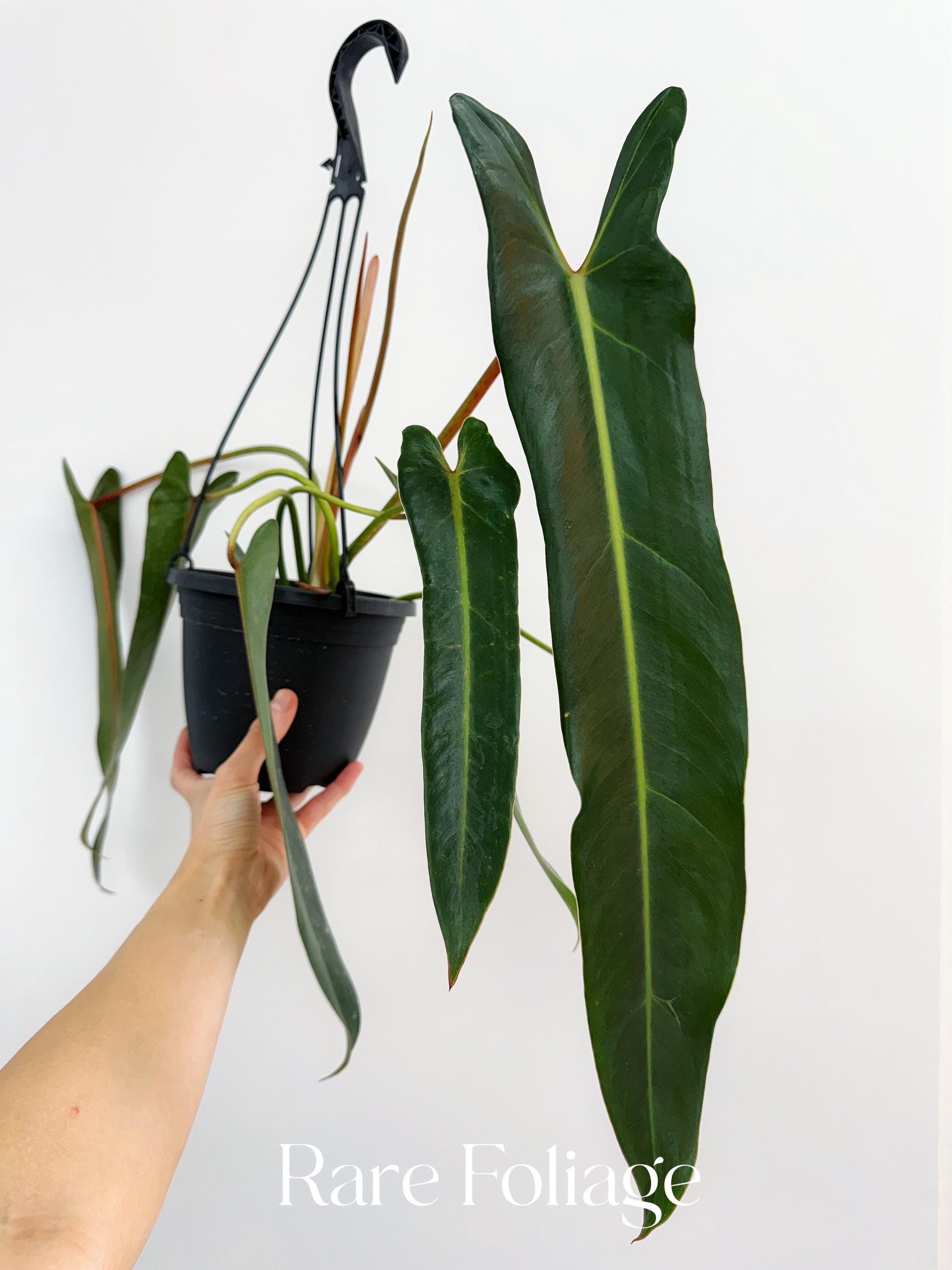 Philodendron Spiritus Sancti Mature 6 Hanging Basket - US SELLER - Etsy