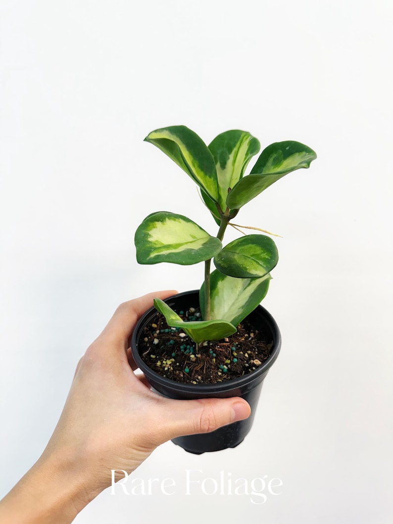 RareFoliagePlantCo Hoya Obovata - Thumbnail 2