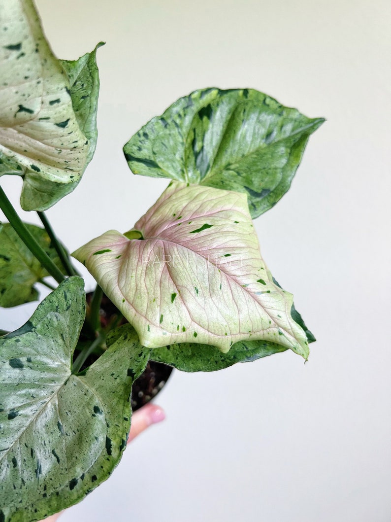 RareFoliagePlantCo Syngonium - Thumbnail 2