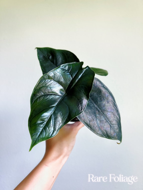 Alocasia Green Unicorn (azlanii X Dragon Scale) 4