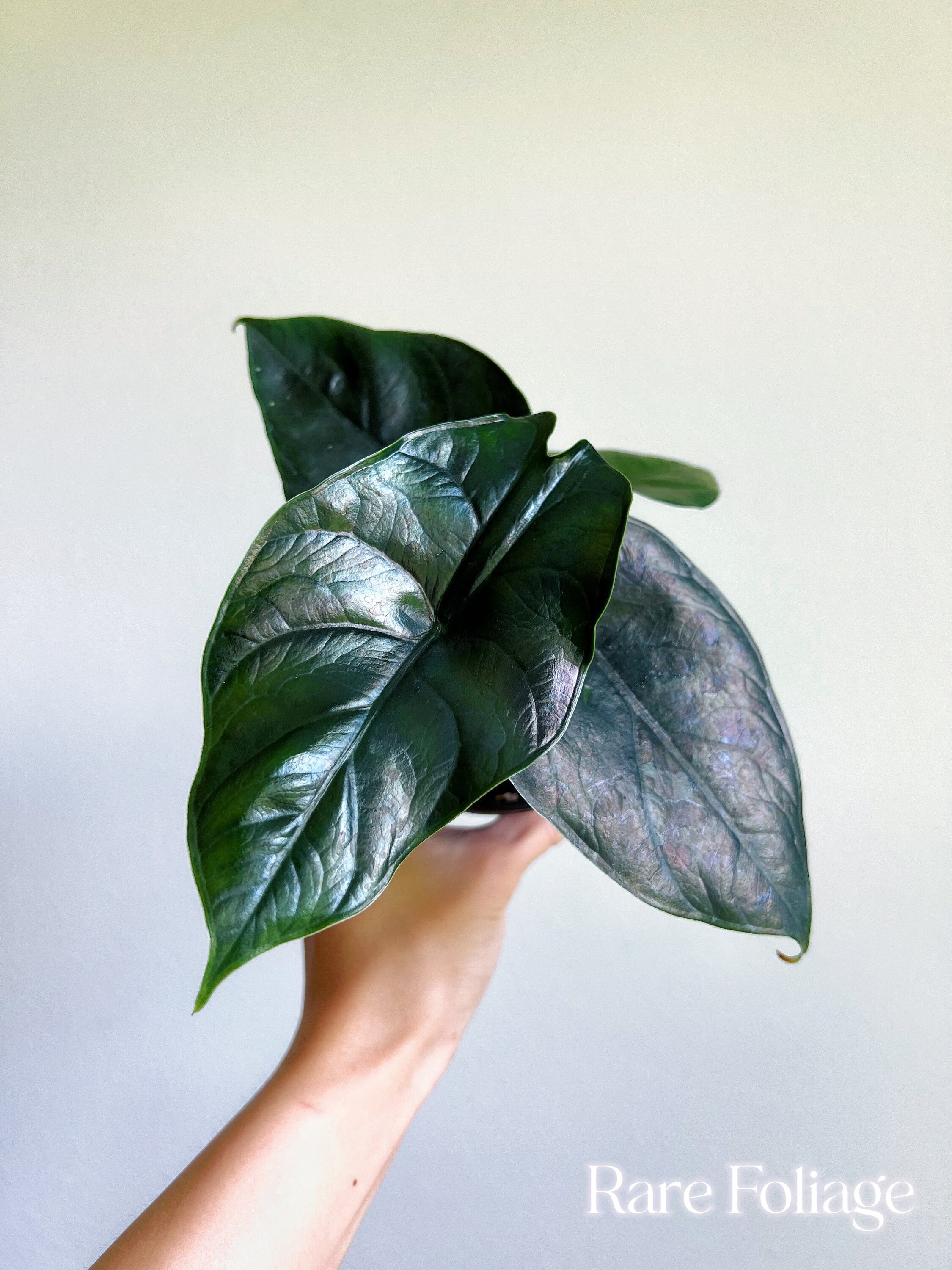 Alocasia Green Unicorn (azlanii X Dragon Scale) 4