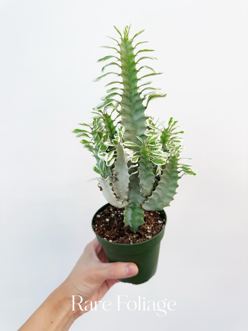 RareFoliagePlantCo Euphorbia - Thumbnail 3