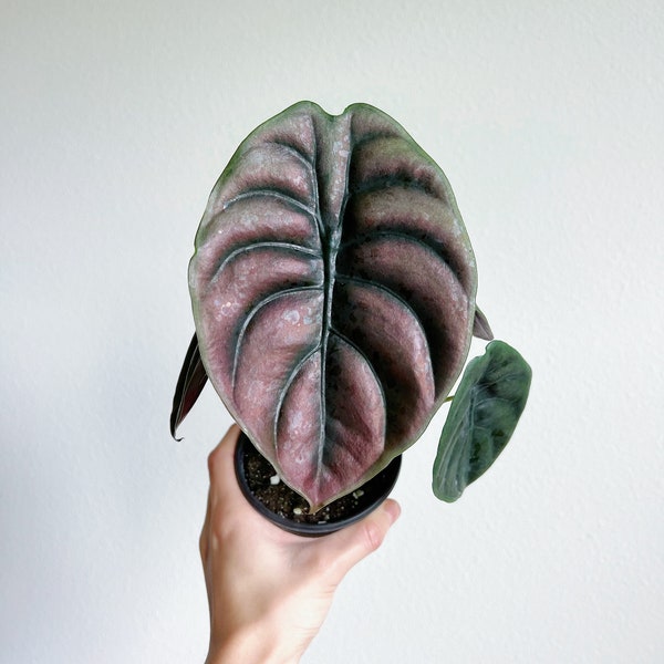 Alocasia Cuprea 4" - US SELLER