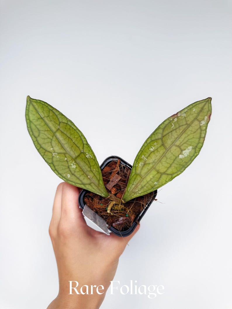 RareFoliagePlantCo Hoya Clemensiorum - Thumbnail 3