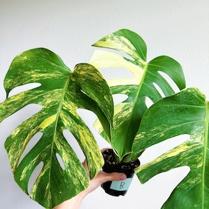 May include: A potted Monstera plant with large, fenestrated leaves featuring vibrant yellow and green variegation. The black plastic pot has a light blue label with the letter B written in black ink. The text Rare Foliage is in the bottom corner.