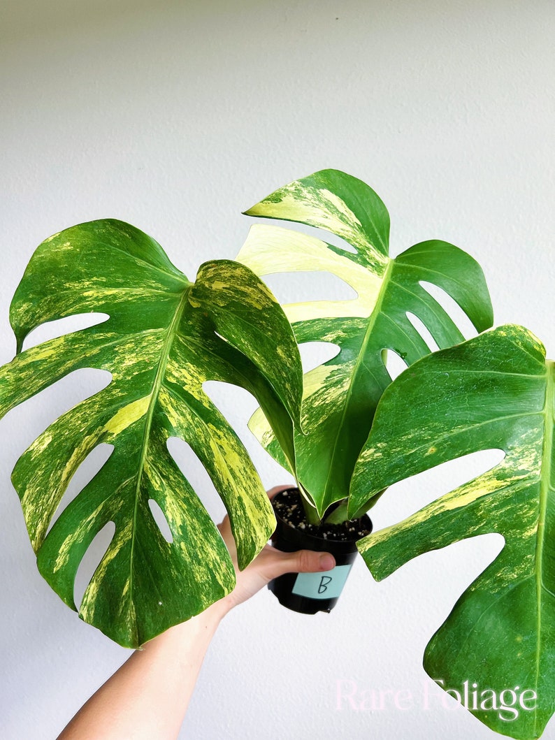 May include: A potted Monstera plant with large, fenestrated leaves featuring vibrant yellow and green variegation. The black plastic pot has a light blue label with the letter B written in black ink. The text Rare Foliage is in the bottom corner.