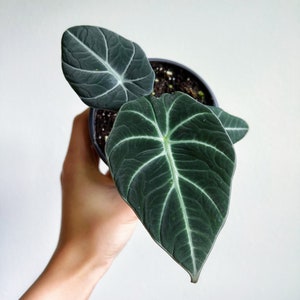 Alocasia Black Velvet 4" - US SELLER