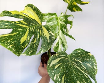 Form #6 | Monstera Deliciosa | Bangkok Plant Show Monstera Winner