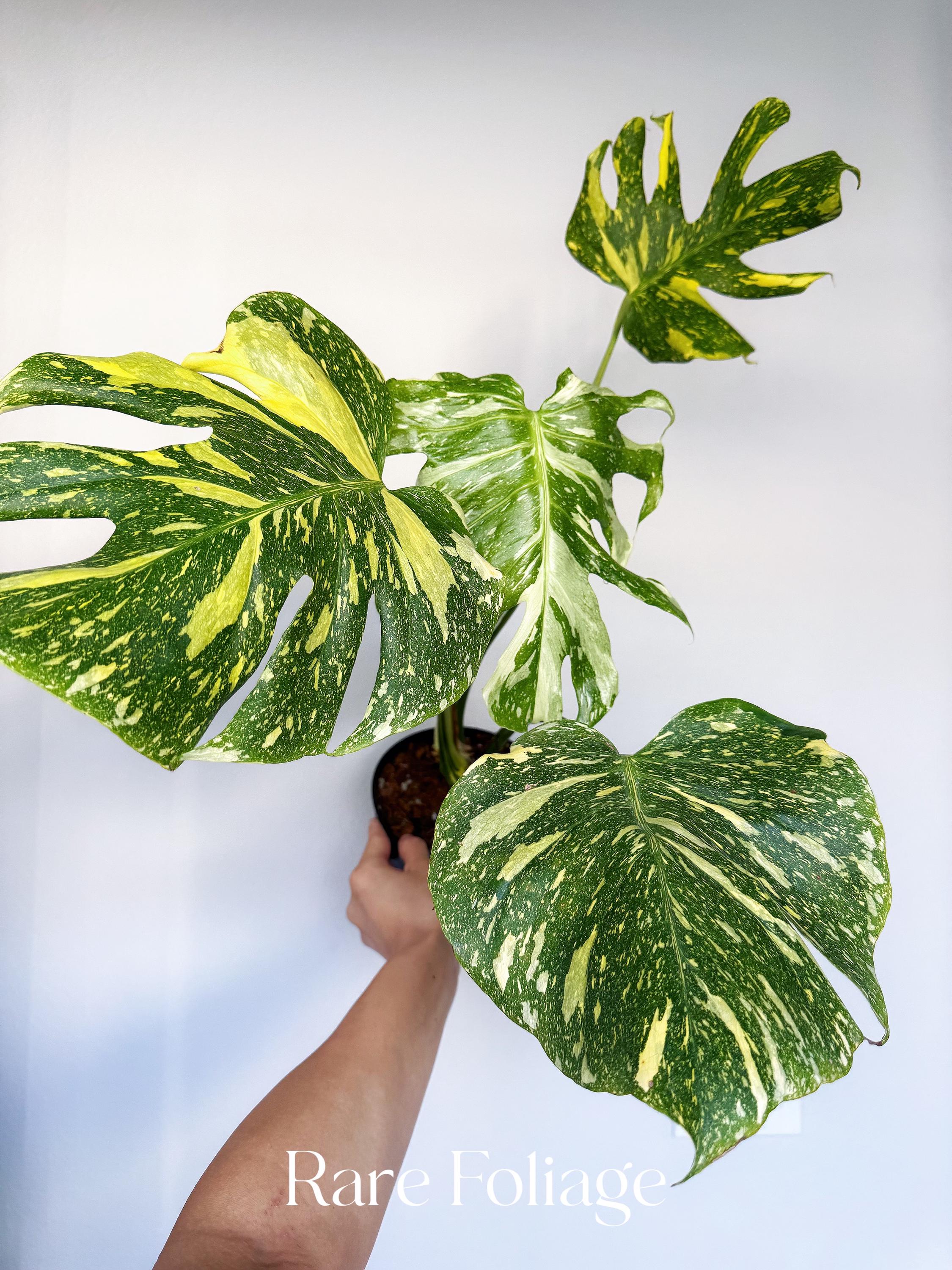 Monstera Electrolyte 6” Exact Plant - US SELLER - Etsy